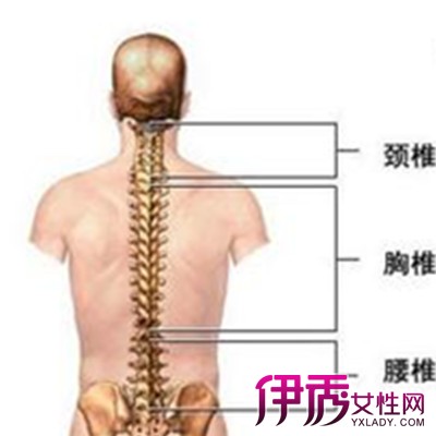 【图】脊椎相关疾病示意图 两分钟让你深入去了解你的脊椎