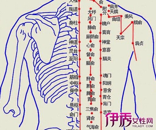 【人体背部学位图】【图】分析人体背部穴位图