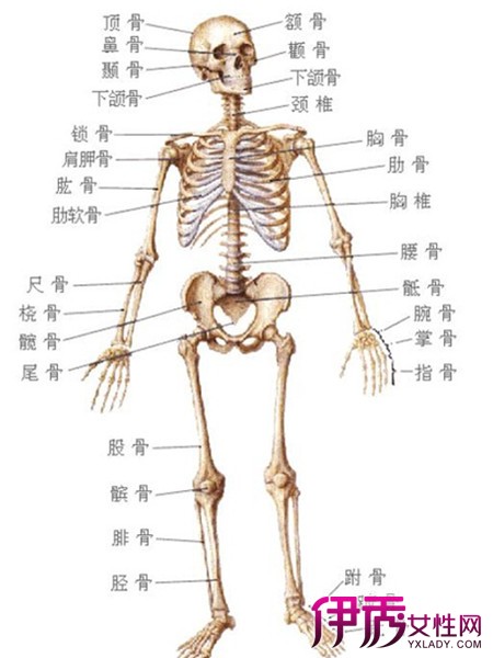【图】人体骨骼名称图展示 人的全身居然有206块骨头