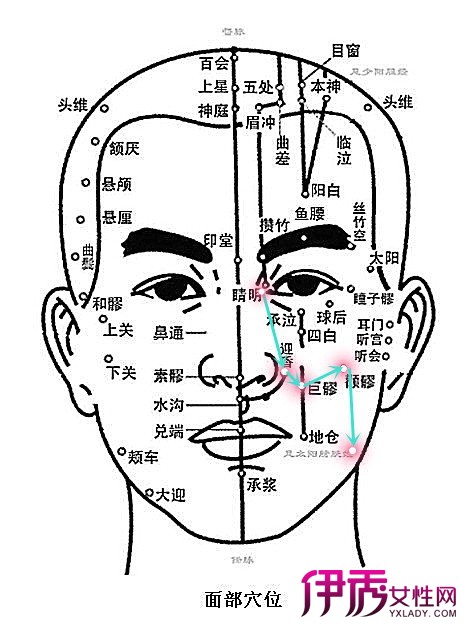 【图】脸部经络图解大图 脸部刮痧疗法