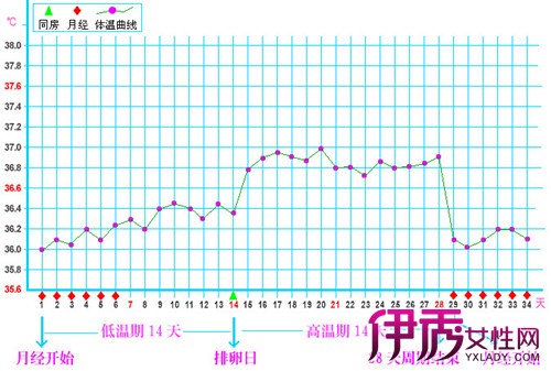 【排卵日和排卵期的计算方法】【图】排卵日和