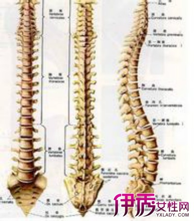 【图】强直性脊椎炎症状有哪些 新治疗法保证见效快