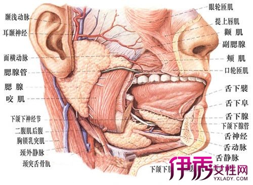 【图】早期腮腺癌症治愈率是多少呢 中药治疗法大展现