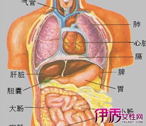 【医学人体内脏构造图】【图】医学人体内脏构