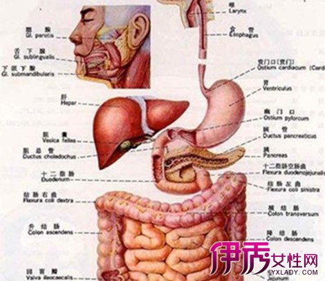 【医学人体内脏构造图】【图】医学人体内脏构