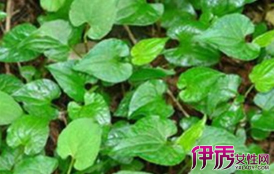 【鱼腥草可以天天吃吗】【图】鱼腥草可以天天