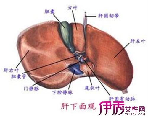 【图】重度脂肪肝有什么危害? 盘点重度脂肪肝