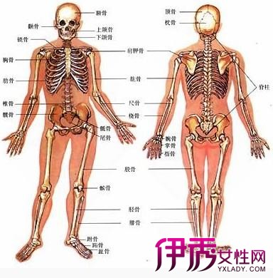 【人体腰椎骨骼图解】【图】人体腰椎骨骼图解