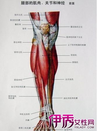 小腿骨骼结构图介绍 从7方面让你了解小腿构造