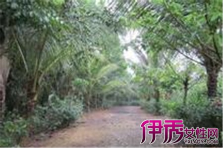 【黄桐树的医药功效】【图】解析黄桐树的医药