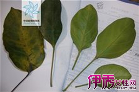【图】解析黄桐树的医药功效 分享黄桐树的形态特征