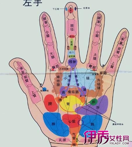 脏】【图】为你介绍左手上穴位对应内脏位置 