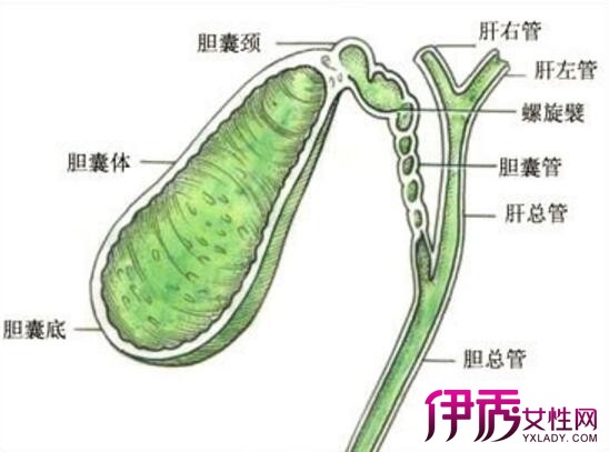 【图】胆囊息肉吃什么药可以治愈呢 三个中药秘方帮助你