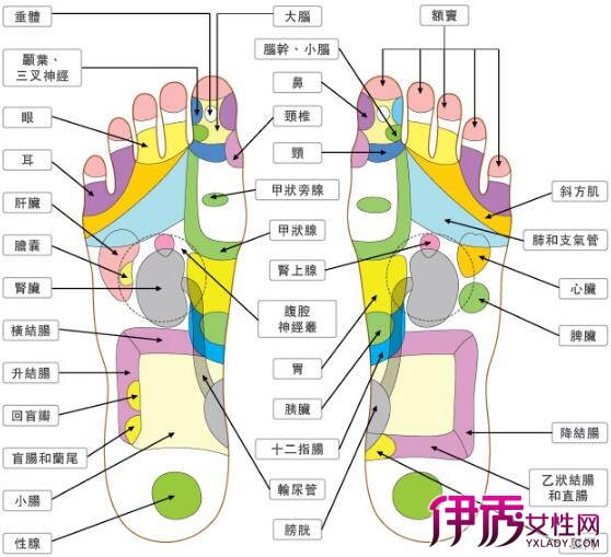 【图】右足底按摩穴位图大全 长按脚底6大穴位助你强身健体