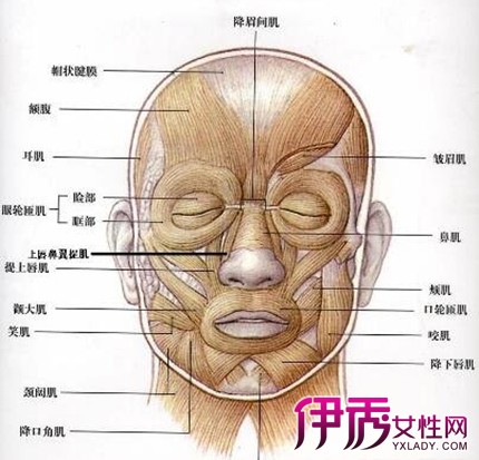 【面部肌肉结构】【图】面部肌肉结构平面解剖