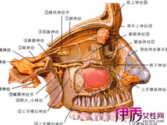 【图】星状神经节阻滞作用介绍 为你揭晓其多种疗效