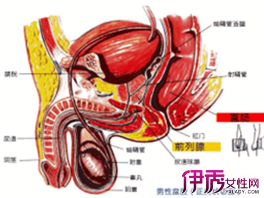 【图】国外如何治疗前列腺炎呢 专家教你如何摆脱前列腺炎!