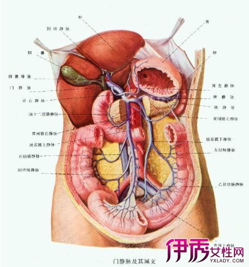 【左腹部是什么器官器官】【图】左腹部是什么