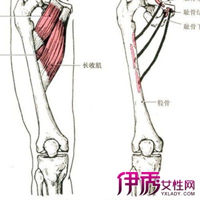 【膝关节骨质增生秘方】【图】膝关节骨质增生
