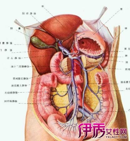 部分小肠中的空肠及回肠,部分胰腺,腹腔后壁有左肾