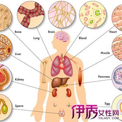 【五脏六腑的功能失调】【图】五脏六腑的功能失调怎么办 盘点五脏六腑的联系_伊秀健康|yxlady.com