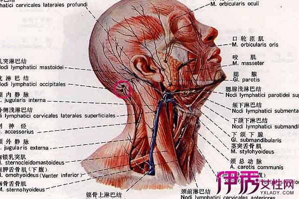 【锁骨上淋巴结怎么办】【图】锁骨上淋巴结怎