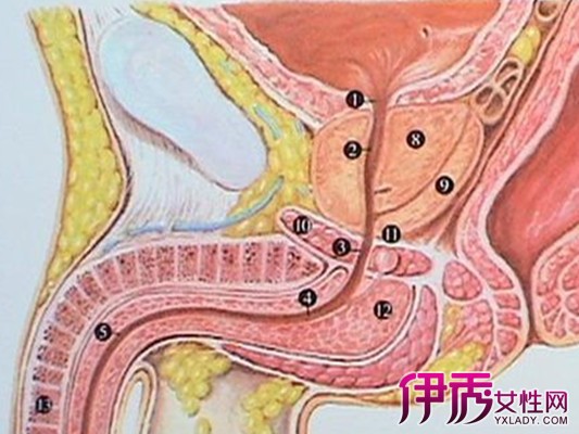 【小便初有刺痛感觉是什么病】【图】小便初有