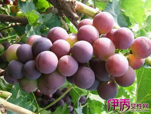 【月经期可以吃桃子葡萄】【图】月经期可以吃