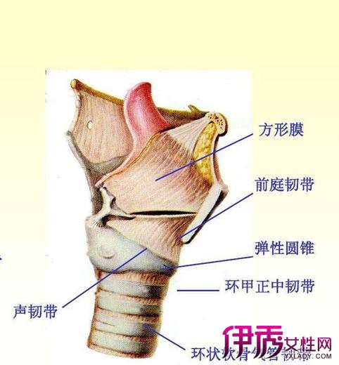 【图】声带囊肿的图片大全 5个临床表现你不容忽视