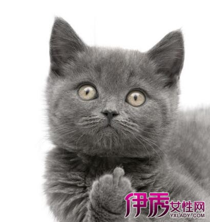 【图】梦见被猫咬出血是什么预兆 让你看清梦