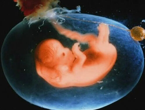 胎儿在羊水里真实图片图片