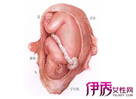 【图】揭胎儿入盆后肚子形状及感觉 胎儿入盆