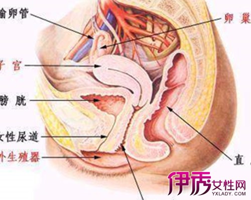 图 女孩生殖器发育图片展现 揭秘少女生殖器官的发育过程