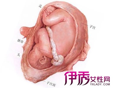 【图】八个半月胎儿入盆图解析 胎儿入盆还有