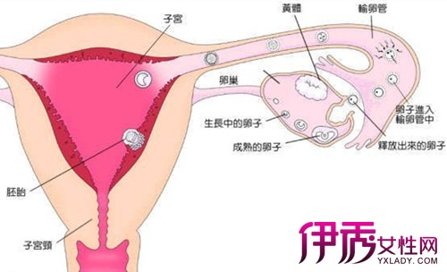 【排卵日】【图】排卵日有什么症状 7个准确自