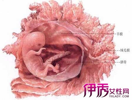 【图】左心室有强光点对胎儿有影响吗 你必须