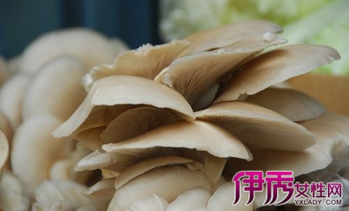 【图】孕妇可以吃蘑菇吗 盘点2种孕妇吃蘑菇的