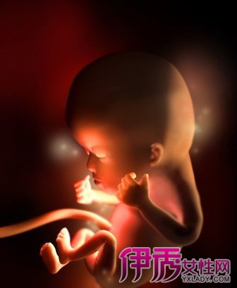 宝宝十一周胎儿图图片