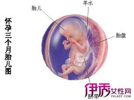 【图】孕妇三个月胎儿有多大 准妈妈们要注意
