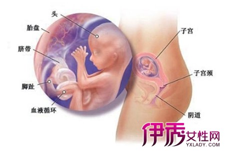 【图】孕妇三个月胎儿有多大 准妈妈们要注意