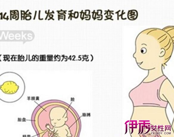 【图】孕四个月的宝宝发育标准介绍 怀孕四个
