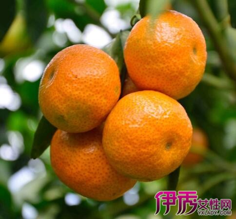 【怀孕可以吃柑橘吗】【图】怀孕可以吃柑橘吗