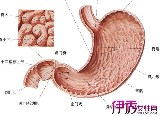 胃潰瘍的症狀表現