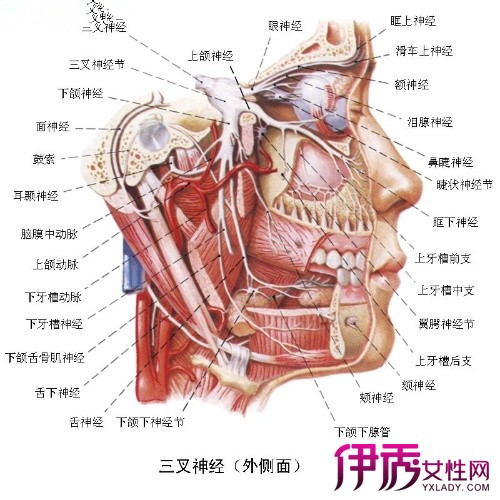 人体脸部神经图图片