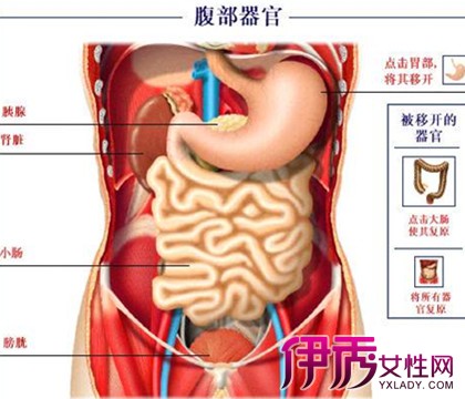 【图】人体左下腹部是什么器官? 6种左下腹部