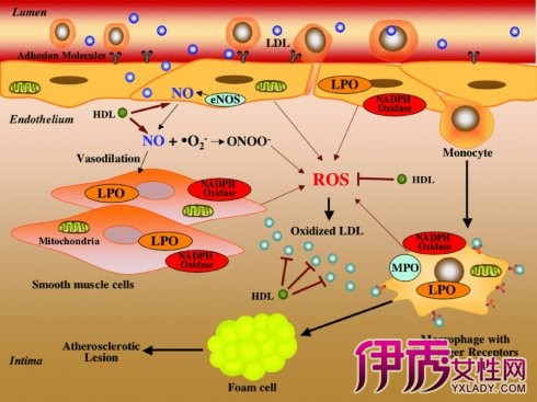 不知道脂蛋白是什麼它的高低說明了什麼指導意見:脂蛋白(a)是一個心