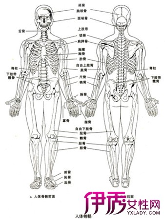 人体体表中线线图图片
