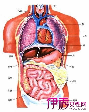 【图】肚脐右边是什么器官 还有你平时不知晓