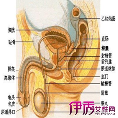 【图】男性标准器官有多长? 数据带你做一次科学家