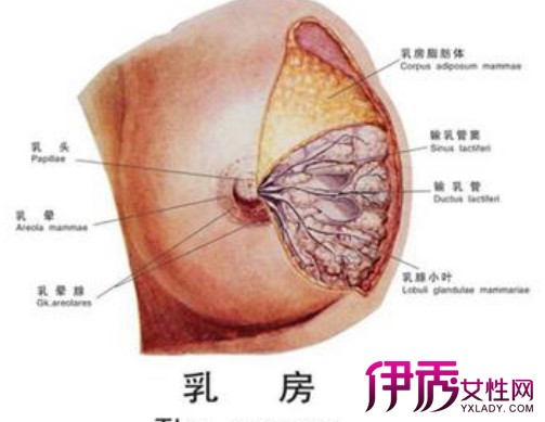 【图】哺乳期乳腺炎症状有哪些 3种预防措施女性们必须知道